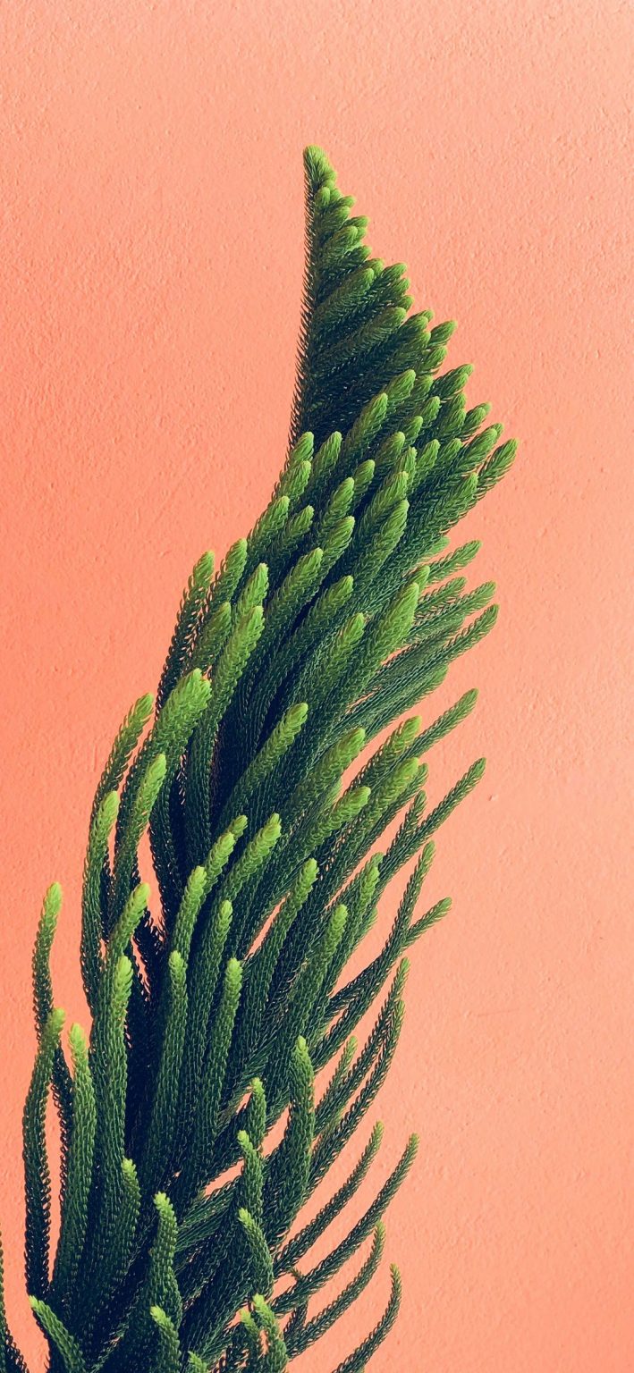 Plant Phone Wallpaper [1080x2340] - 026