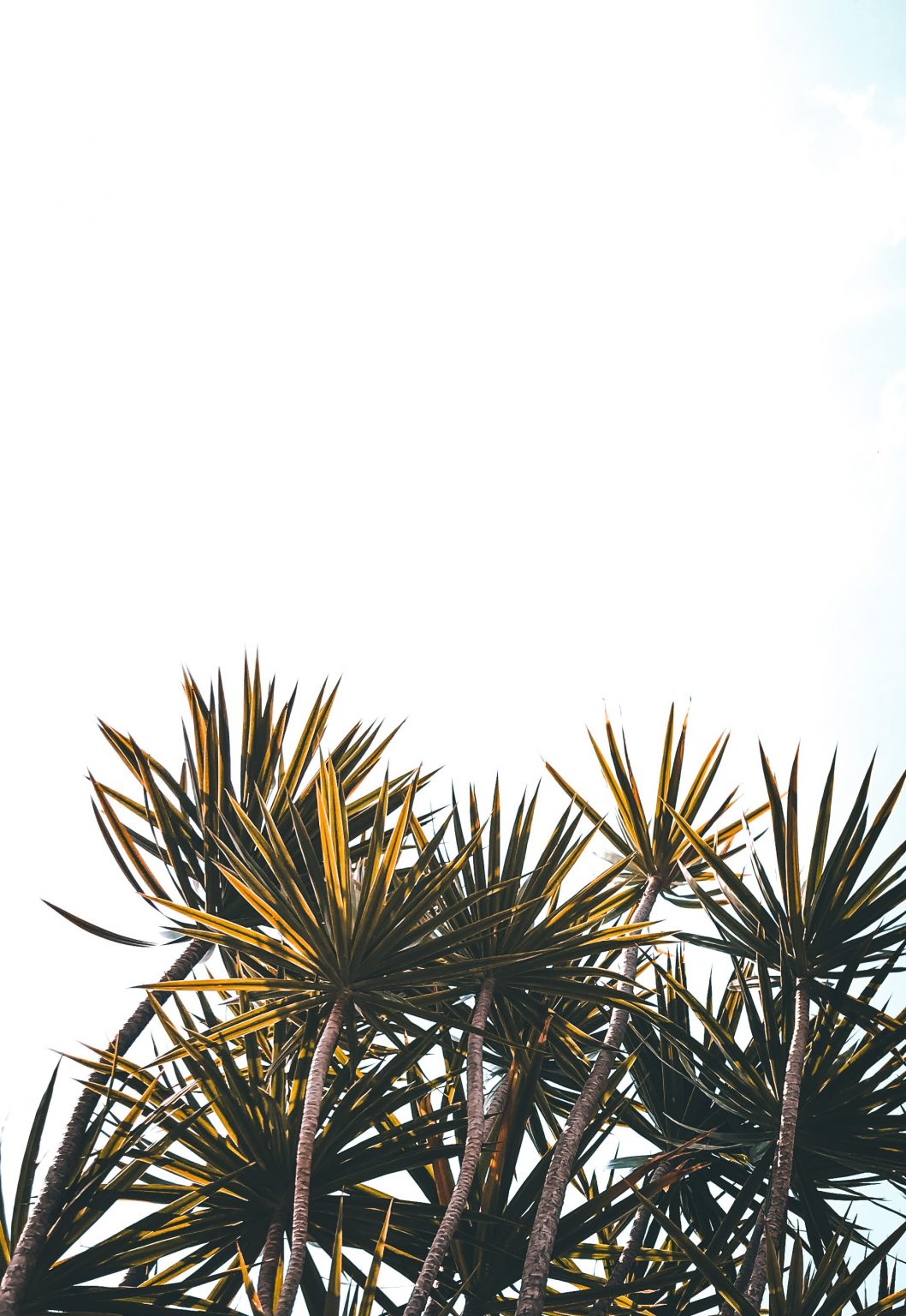 Plant Phone Wallpaper [1865x2704] - 017