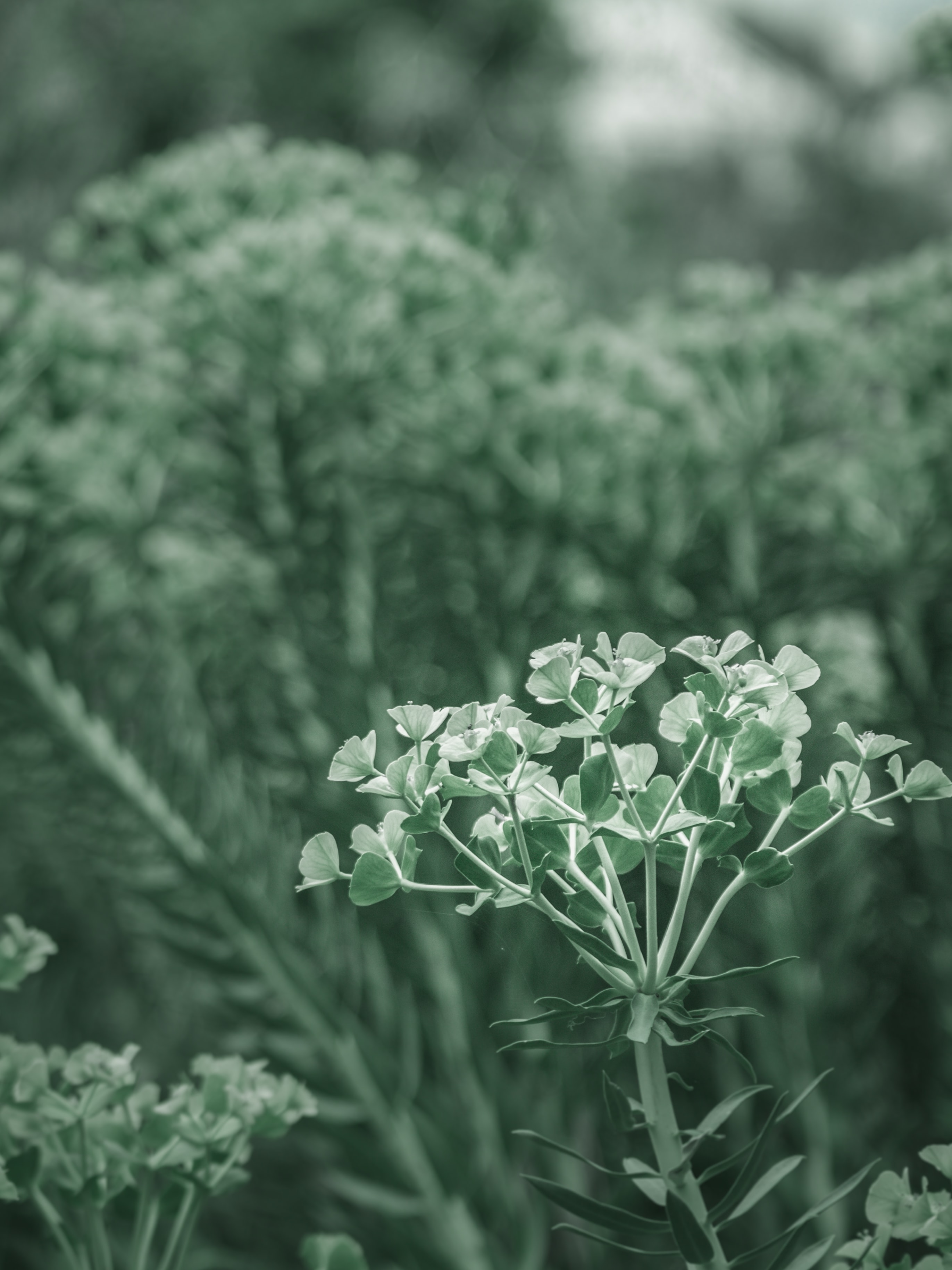 Plant Phone Wallpaper [2742x3656] - 019