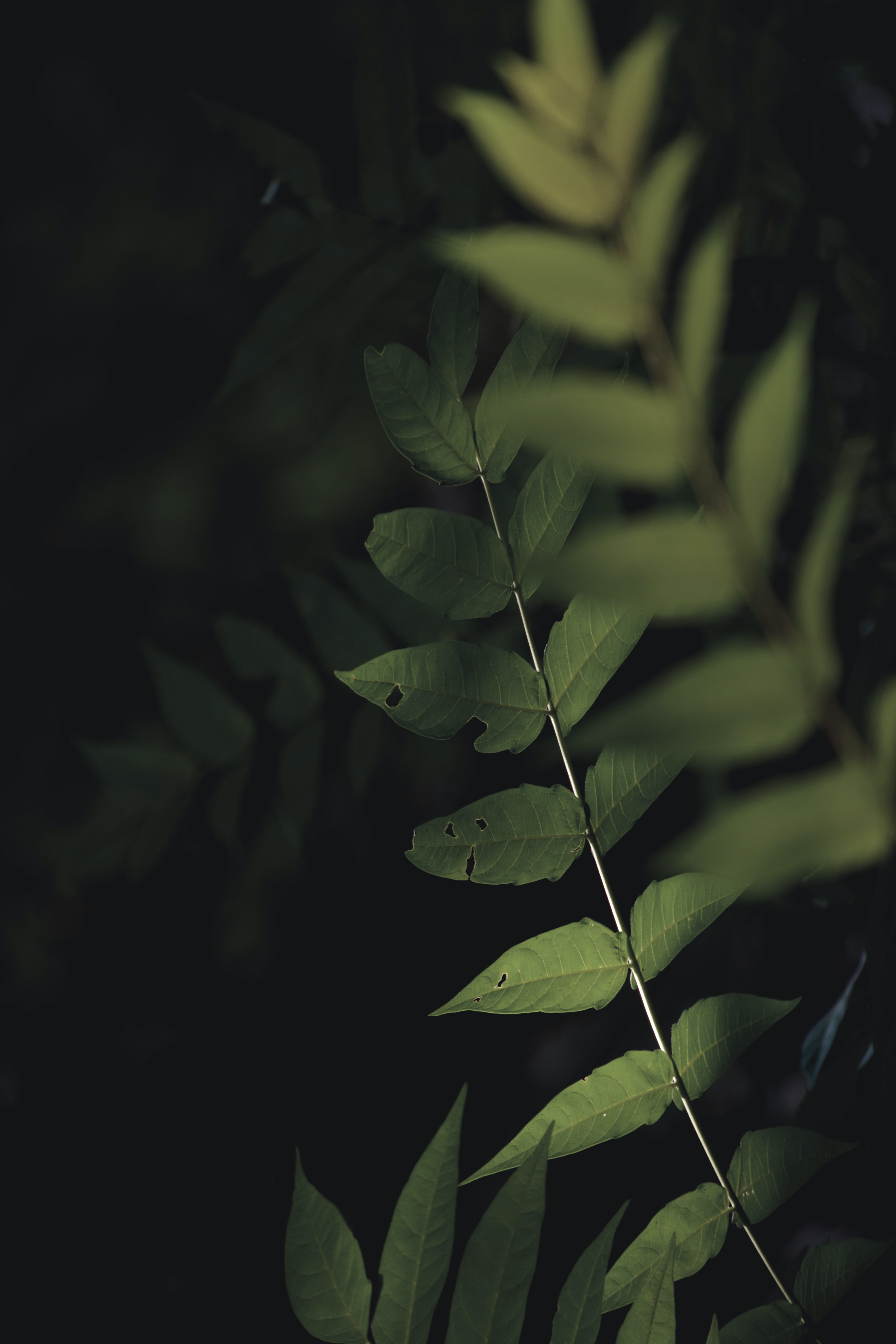 Plant Phone Wallpaper [4000x6000] - 012