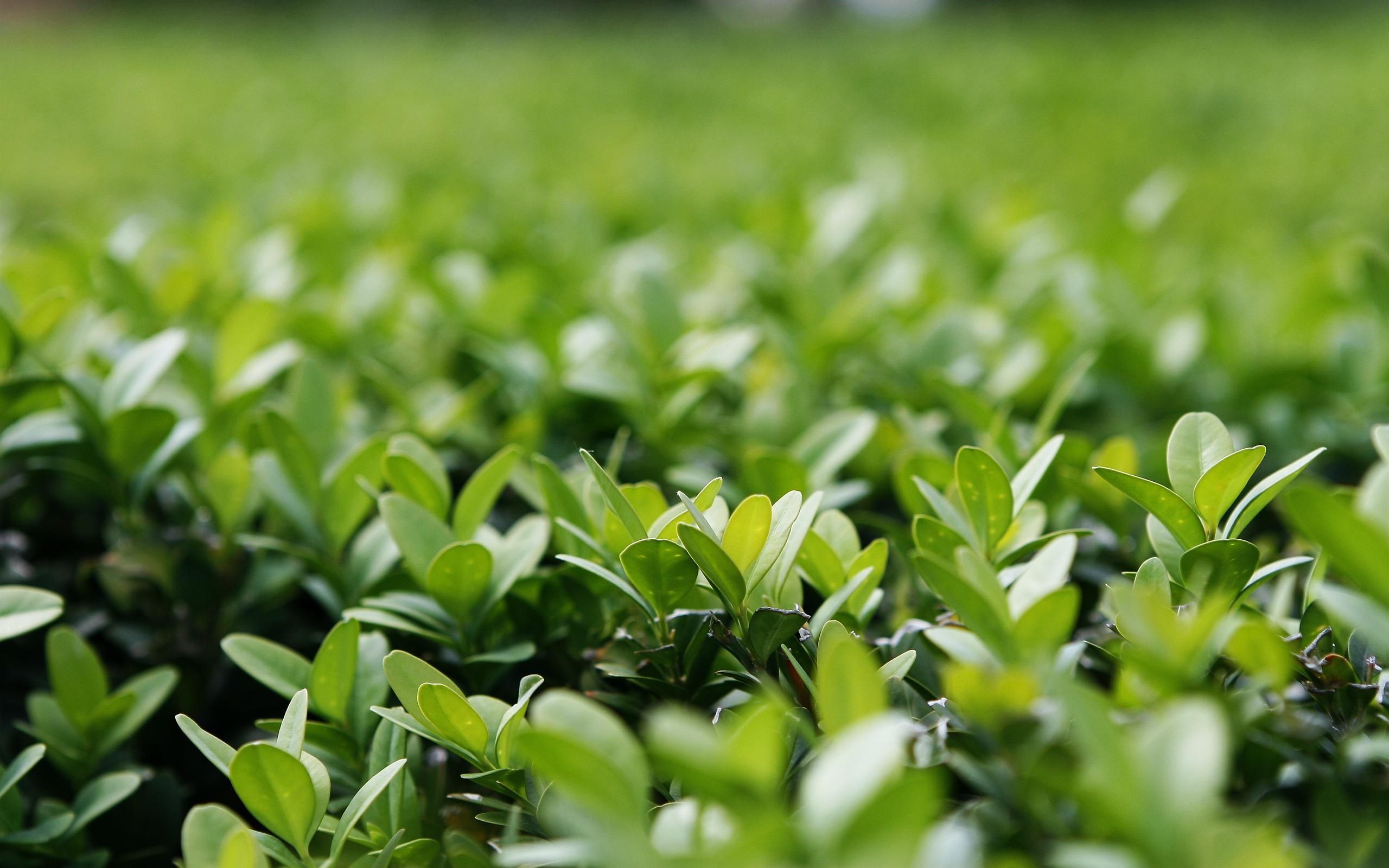 Plant Wallpaper 07 - [2560x1600]