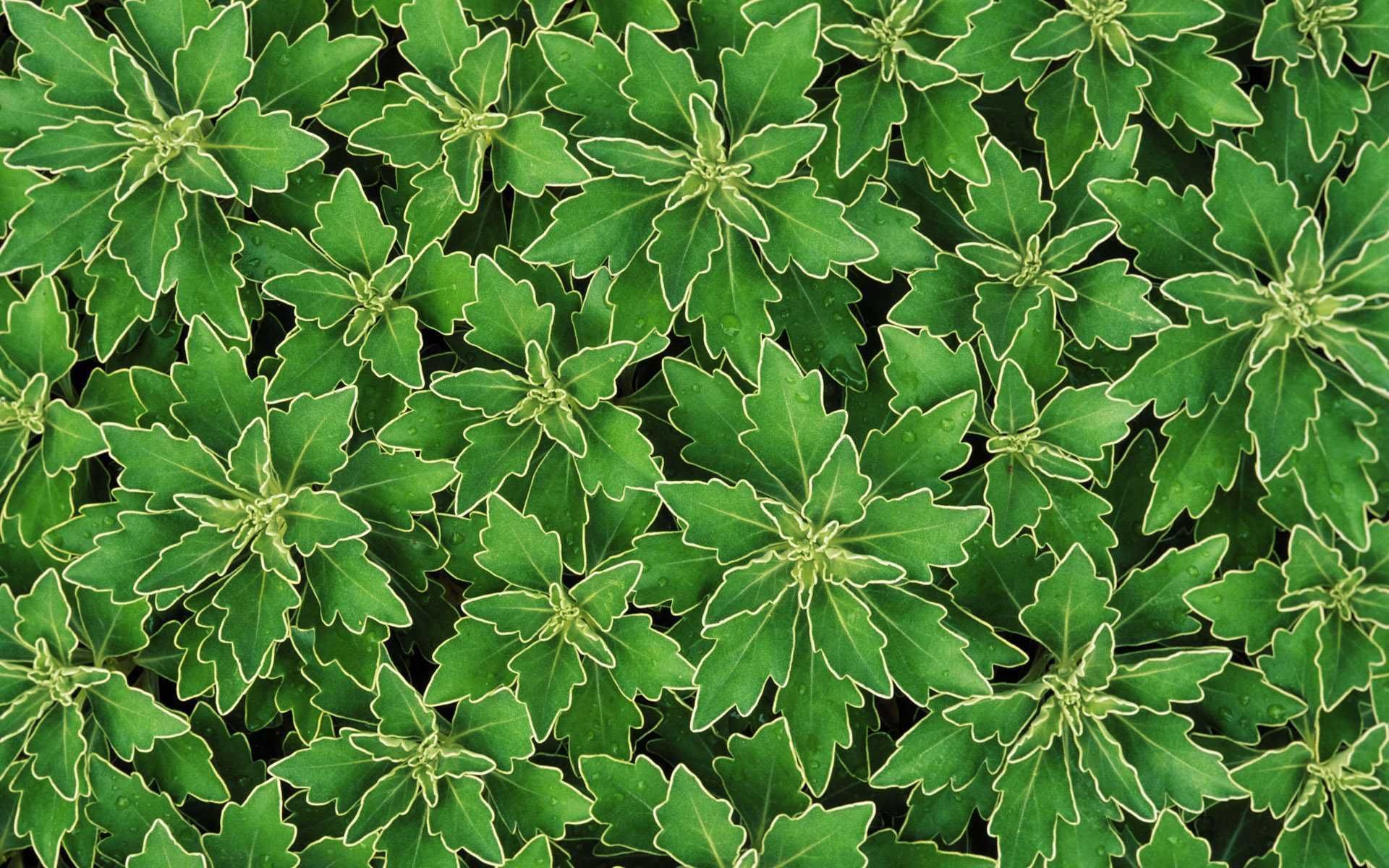 Plant Wallpaper 27 - [1920x1200]