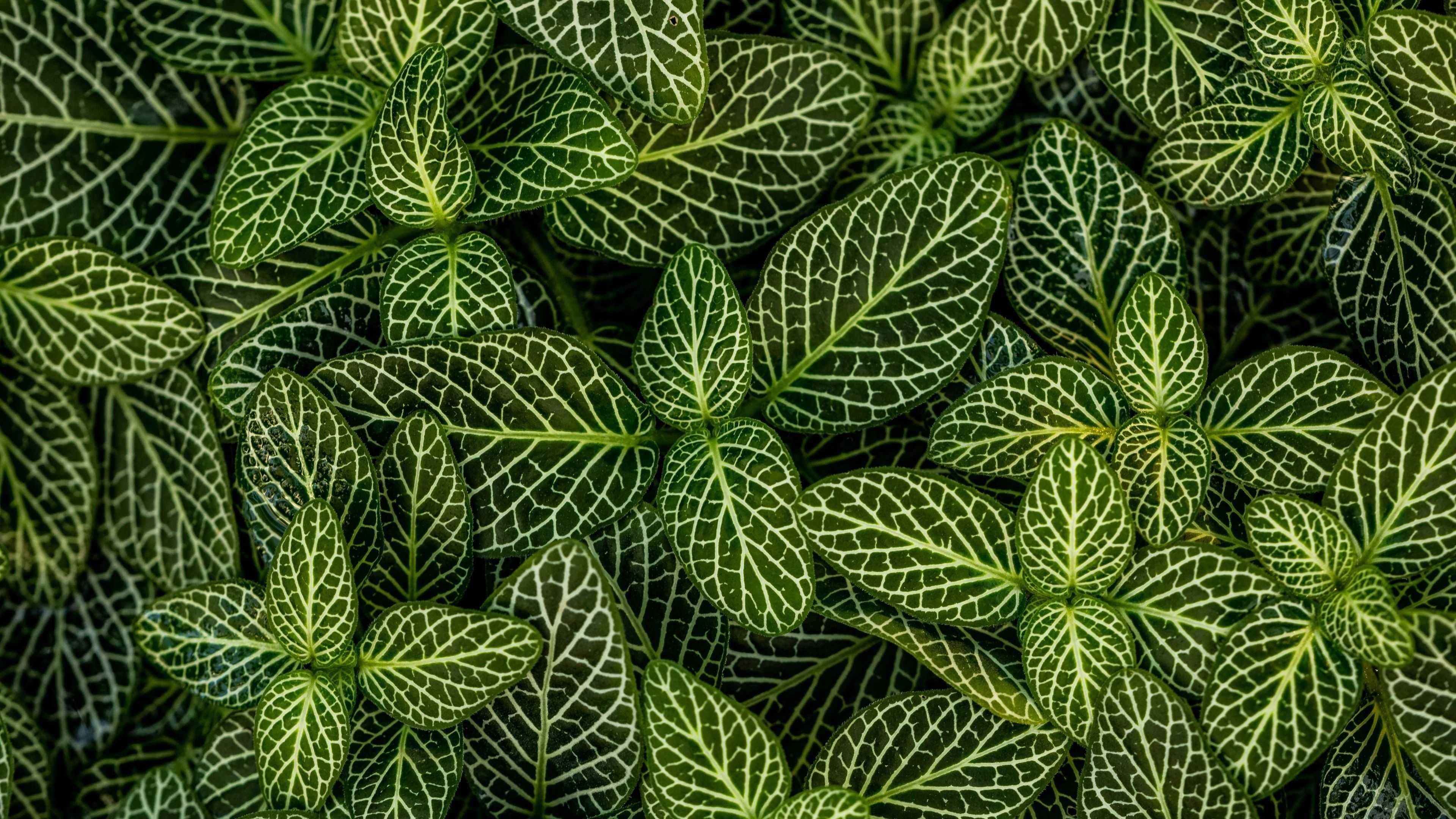Plant Wallpaper 46 - [3840x2160]