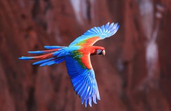 Red And Green Macaw 4K Ultra HD Wallpaper 3840x2160 340x220