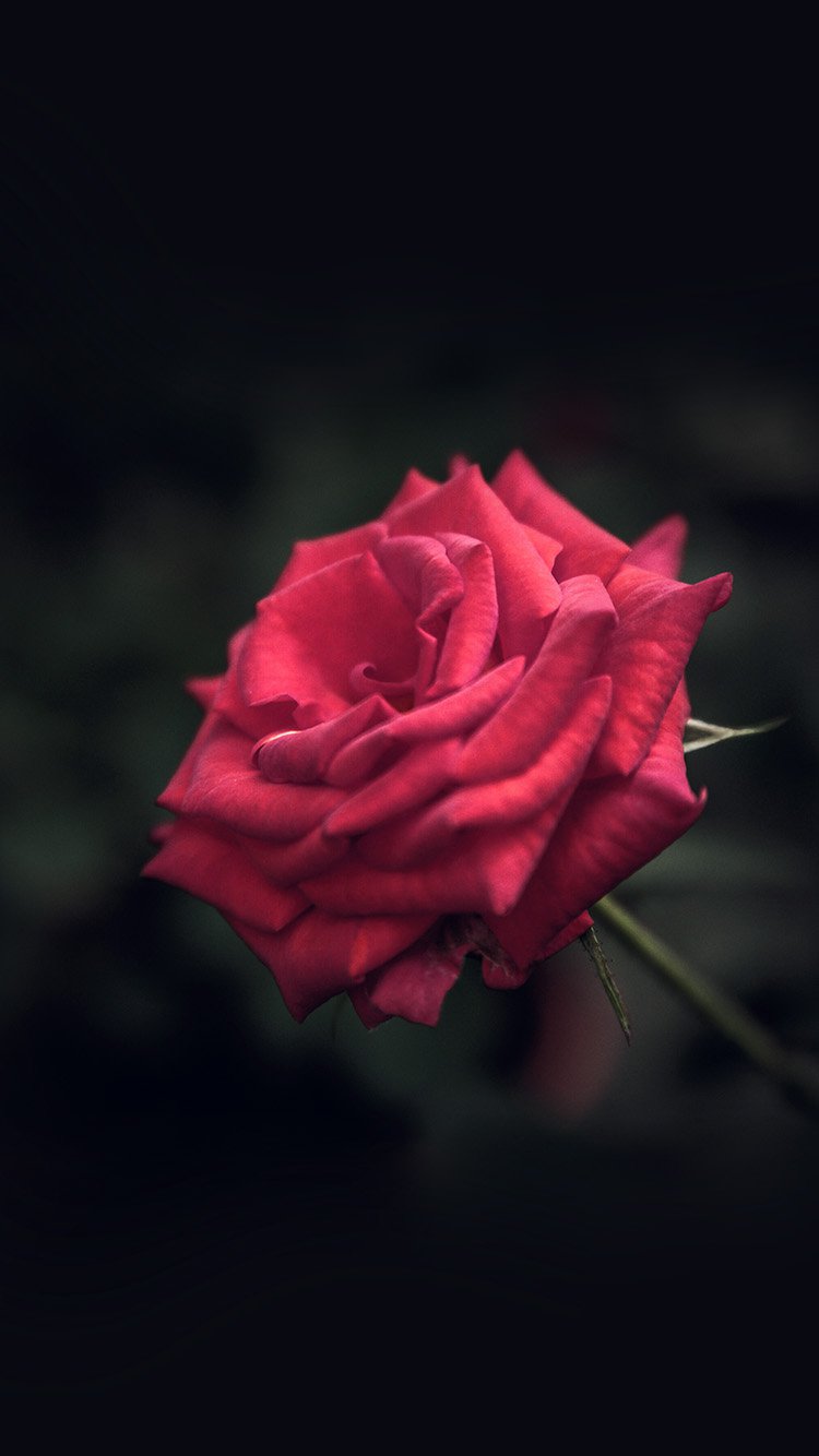 Red Rose iPhone 7 Wallpaper