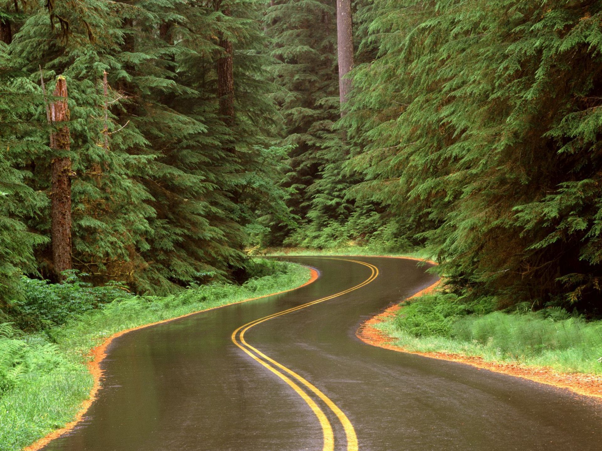 Дорога шла лес озера. Форкс штат Вашингтон природа. Дорога в лесу. Лесная дорога. Красивые дороги.
