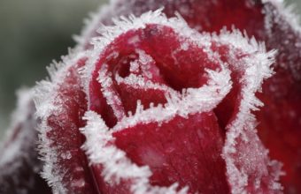 Rose Frost Snow Wallpaper 1440x885 340x220