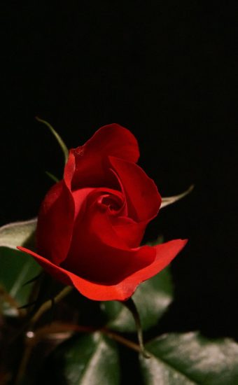 Red Rose Live Wallpaper by amanrajapps  Android Apps  AppAgg