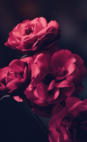 Rose Wallpapers Hd - Hd Rose Wallpapers For Android Phone