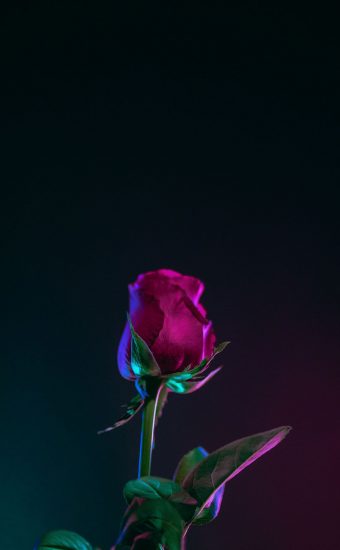 Rose Phone Wallpaper 1080x2340 17 340x550