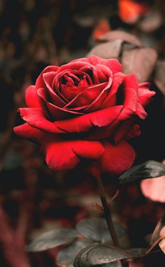 Rose Phone Wallpaper 1080x2340 23 340x550