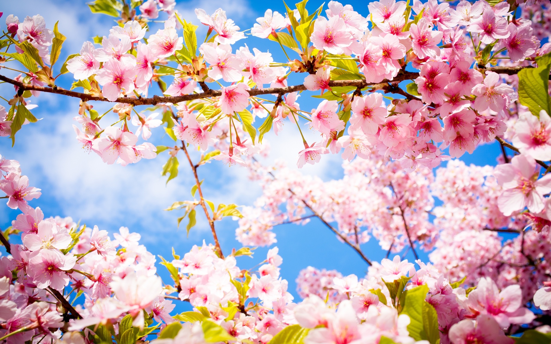 Spring Wallpaper Photos Download The BEST Free Spring Wallpaper Stock  Photos  HD Images