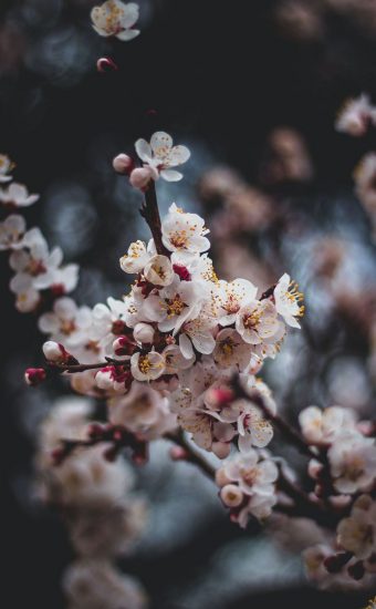 Spring Nature Wallpapers  Top Free Spring Nature Backgrounds   WallpaperAccess