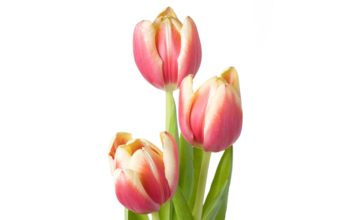 Three pink spring tulips, isolated against a white background