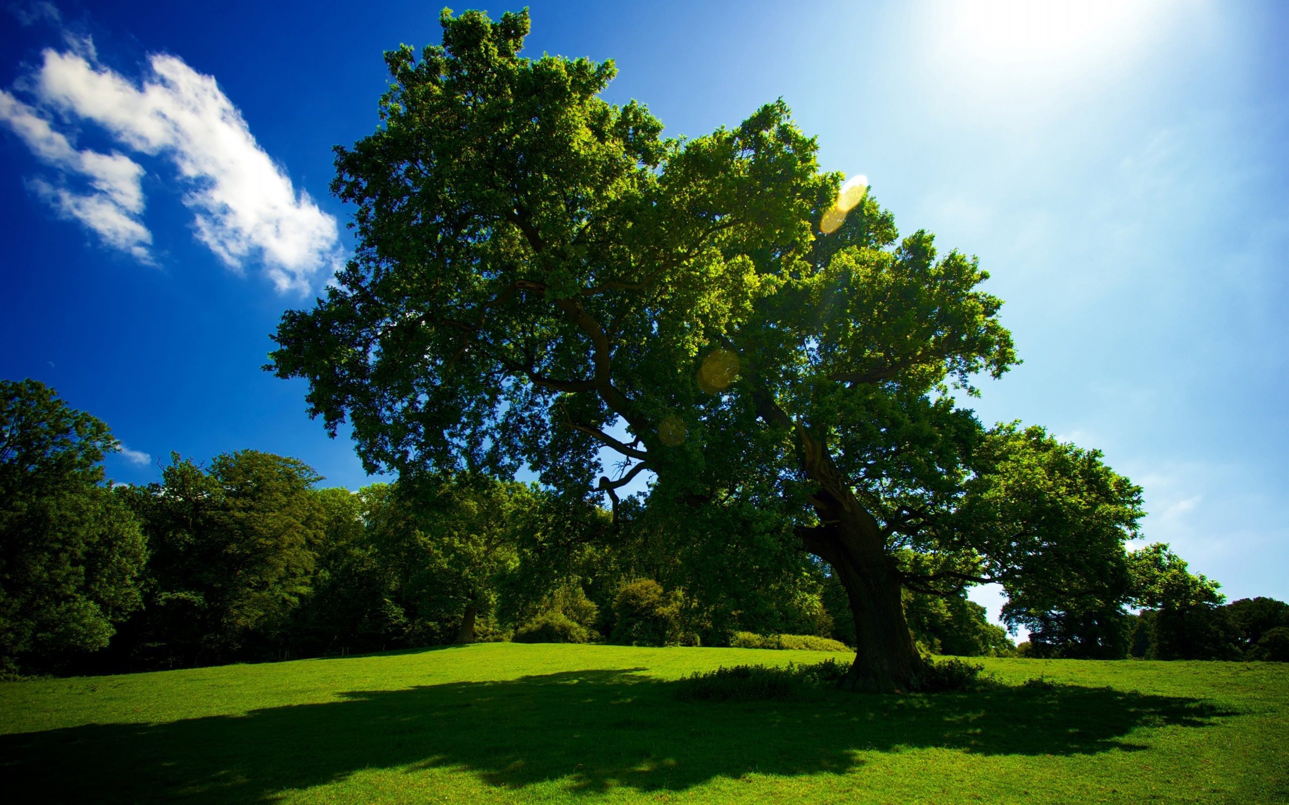 Фото деревьев лето. Таворский дуб. Природа деревья. Красивое дерево.