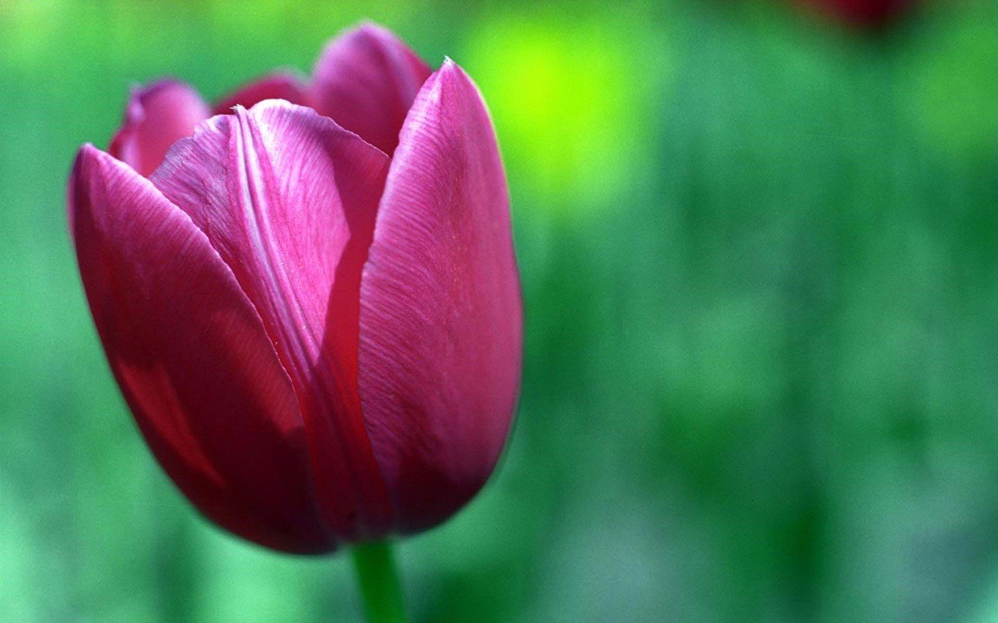 Tulip Flower HD Wide Wallpaper [1440x900]