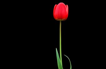Tulip Red Flower 4K Ultra HD Wallpaper 3840x2160 340x220
