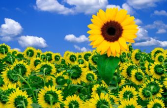 A Little Sunshine To Brighten Day Wallpaper 1600x1200 340x220