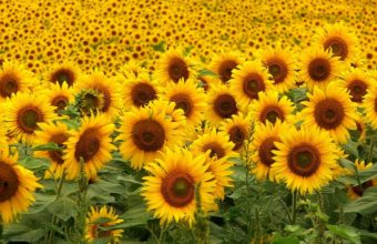 Beautiful Sunflowers Field Wallpaper 1280x960 340x220
