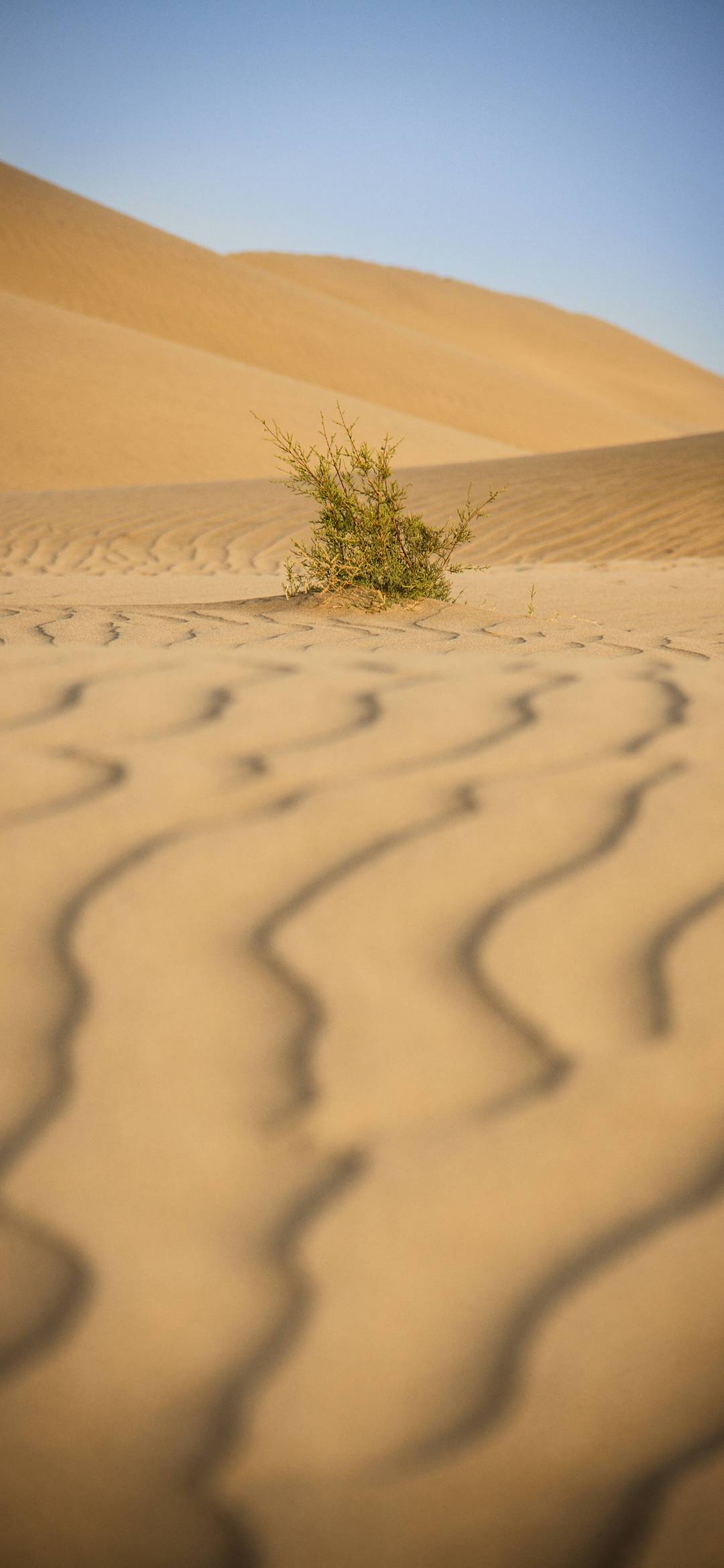 Desert Phone Wallpaper - 13