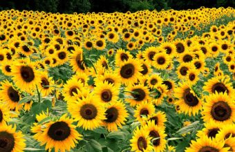 Field Of Sunflowers Wallpaper 1600x1200 340x220