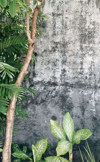 Jungle Wallpaper [1440x2560] - 007