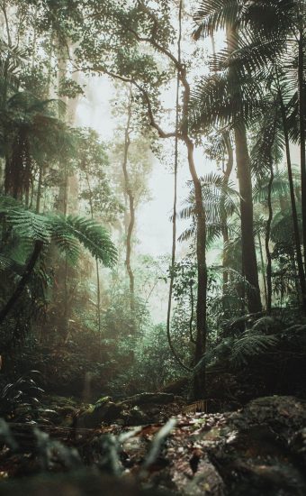 Jungle Wallpaper [1440x2560] - 014