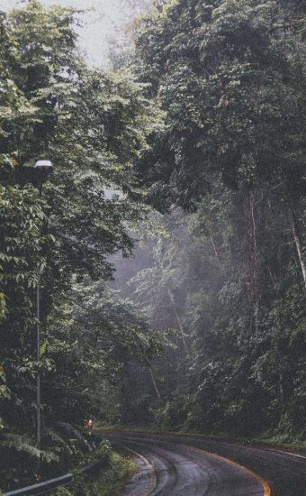 Jungle Wallpaper [1440x2560] - 025