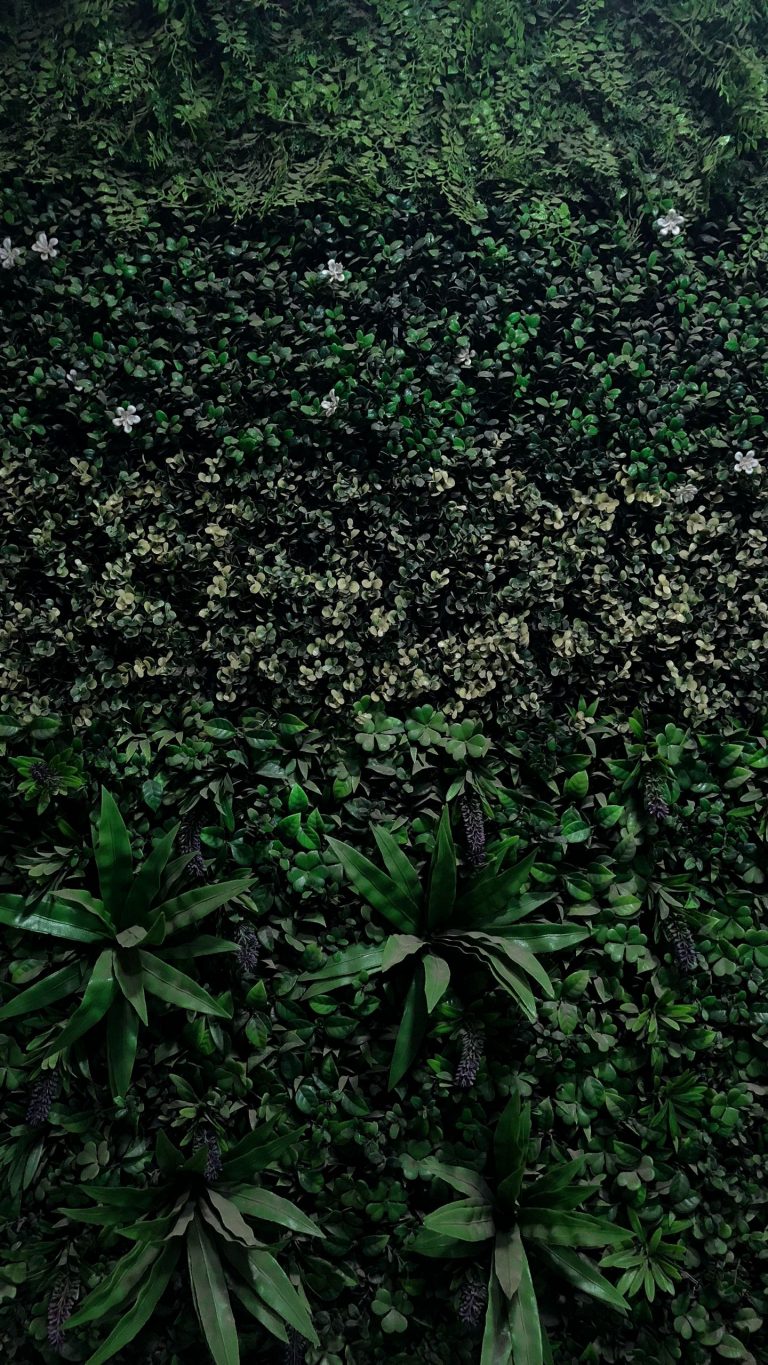 Jungle Wallpaper [1440x2560] - 027