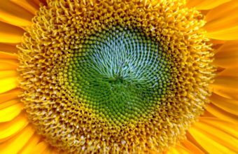 Lovely Sunflowers Widescreen Wallpaper 2560x1600 340x220