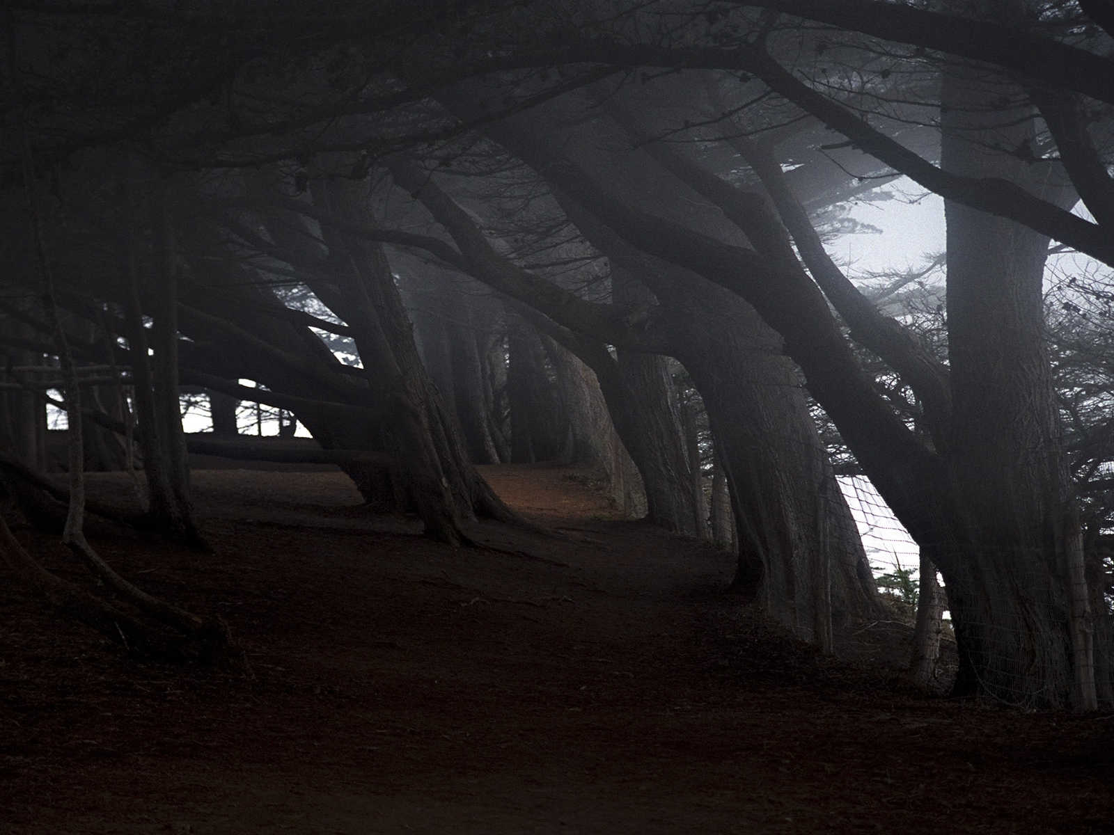 dark woods backgrounds