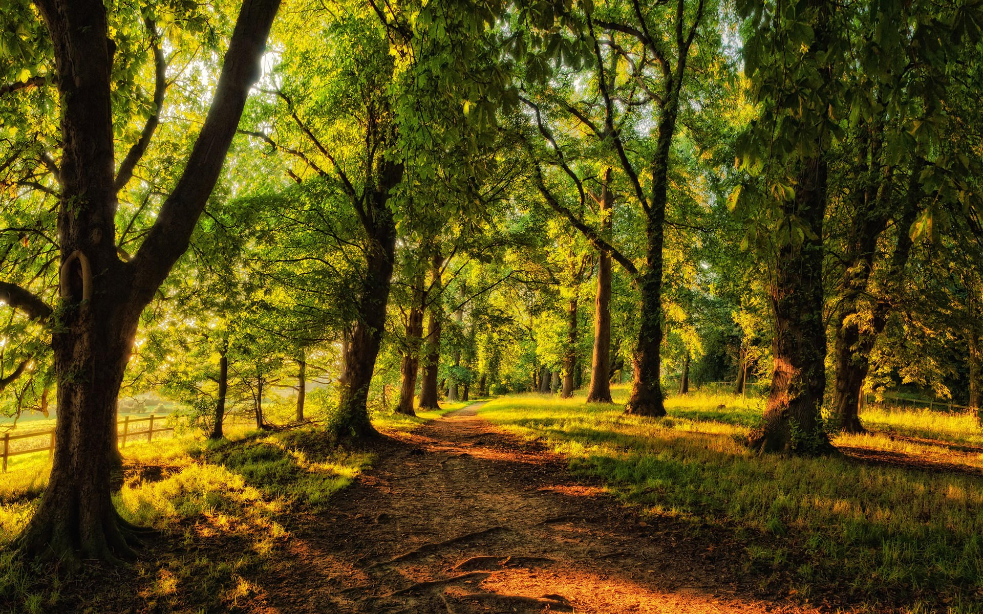 Nature Landscapes Trees Forests Path Wallpaper 1920x1200