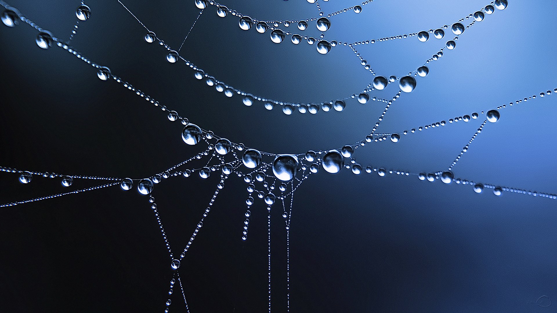 Spiderweb Cobweb Dew Drops Wallpaper [1920x1080]