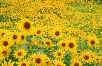 Sunflower Field Wallpaper 1920x1200 340x220
