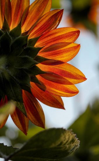 Sunflower Phone Wallpaper 02 340x550