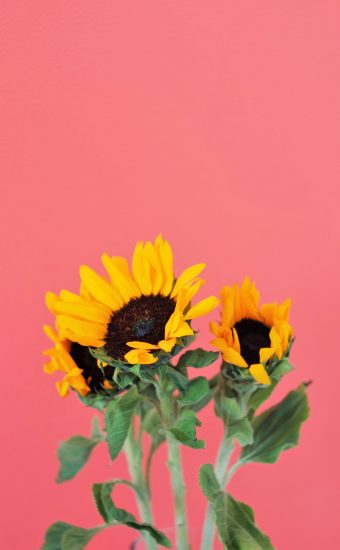 Sunflower Phone Wallpaper 07 340x550