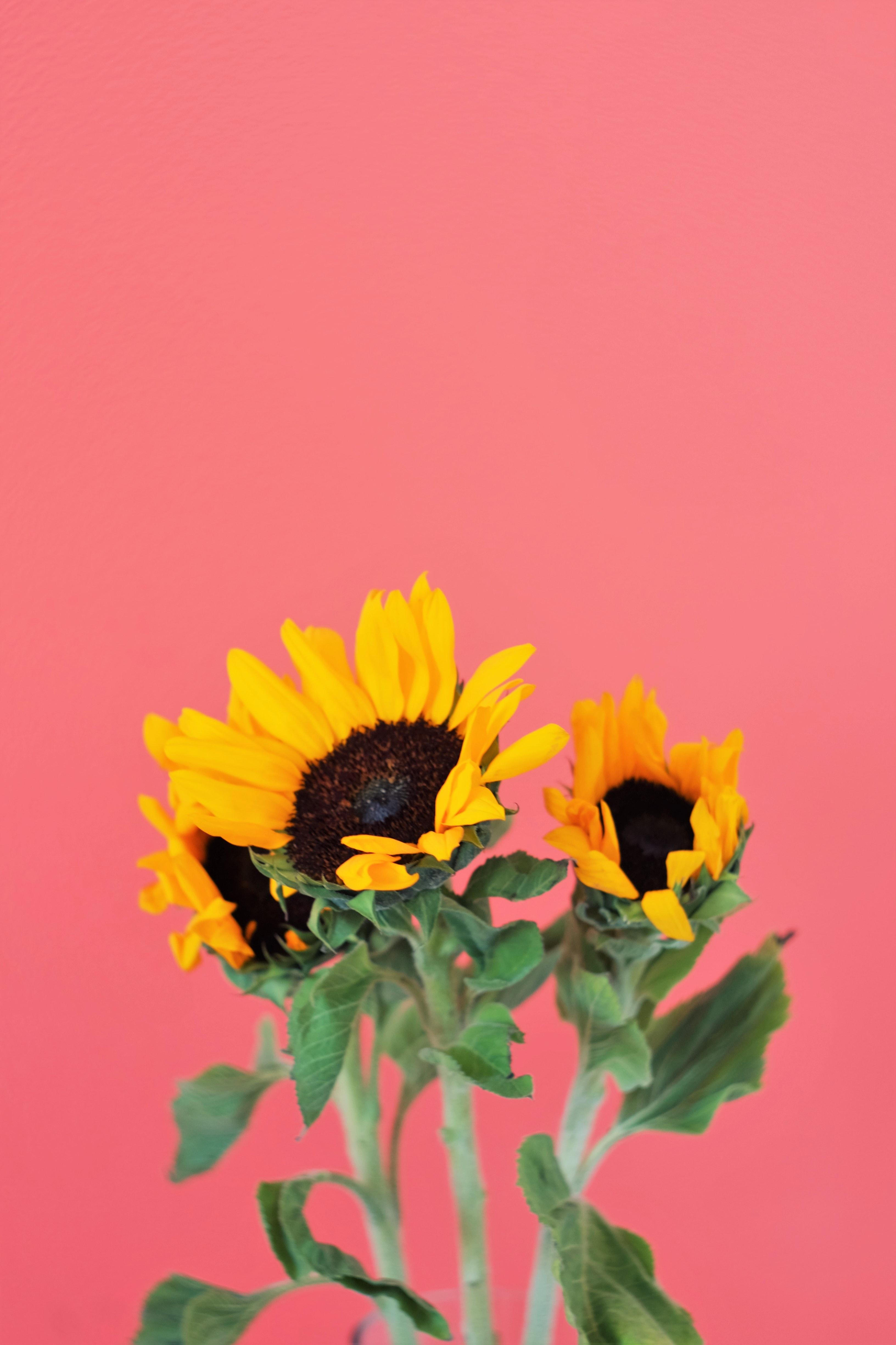 Pin by iae on aesthetic  Flower iphone wallpaper Sunflower wallpaper  Iphone wallpaper fall