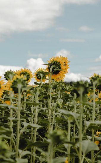 Sunflower Phone Wallpaper 10 340x550