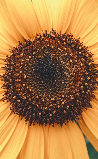Sunflower Phone Wallpaper 15 340x550