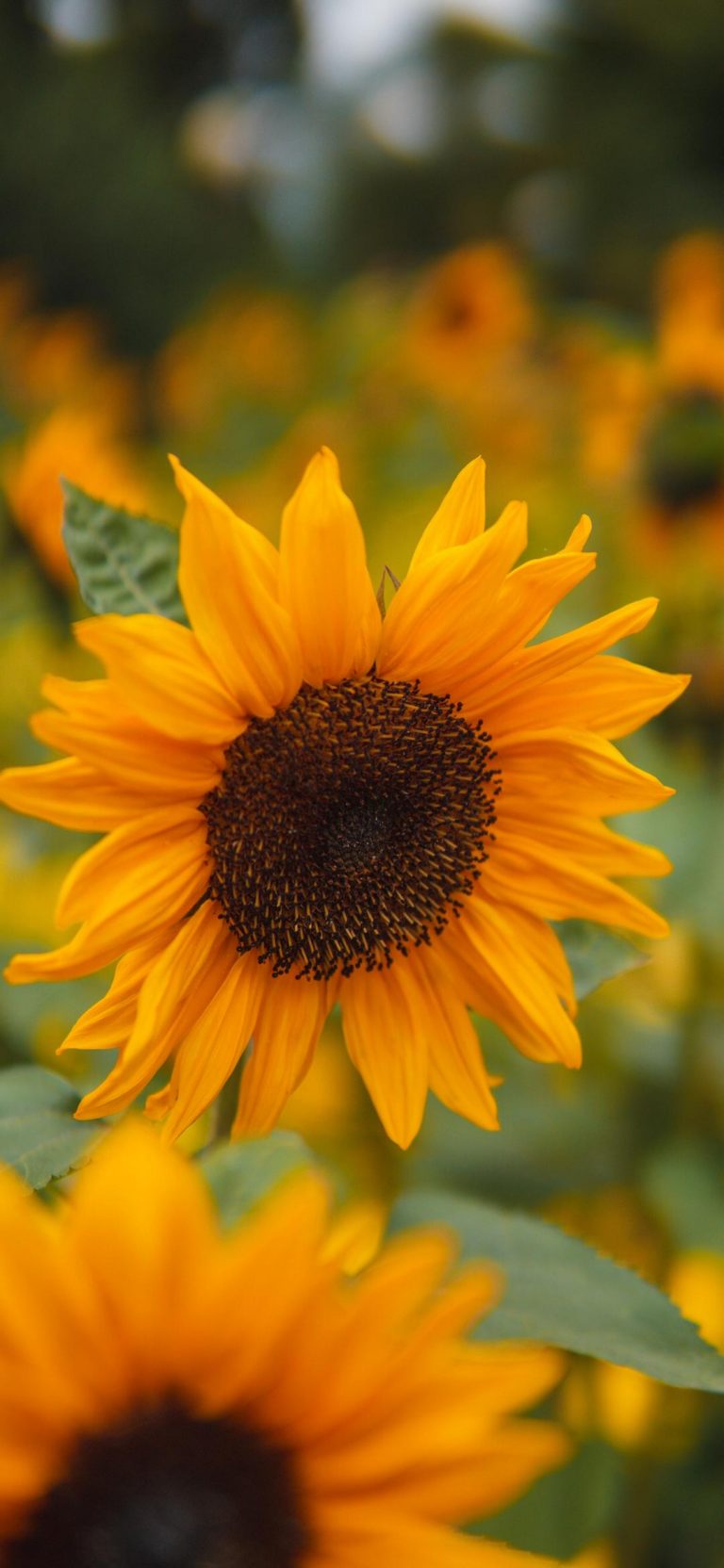 Sunflower Phone Wallpaper 38