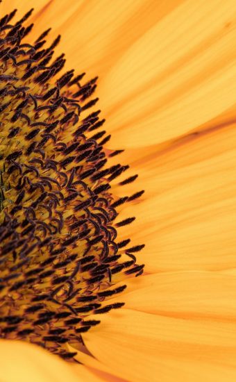 Sunflower Phone Wallpaper 45 340x550