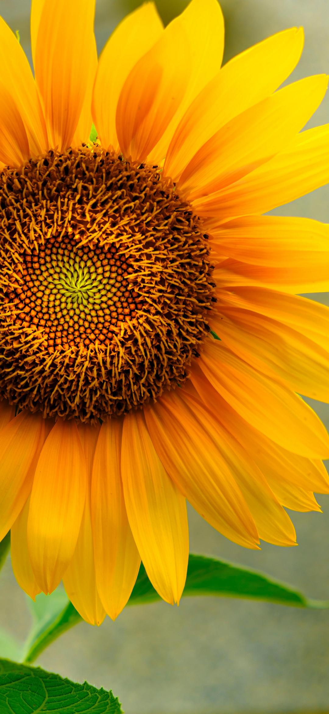 Sunflower Field Sunset Wallpaper Hd 8589131 : Wallpapers13.com