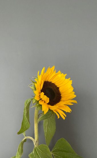 Sunflower Phone Wallpaper 73 340x550