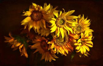 Sunflower Wallpaper 02 1920x1200 340x220