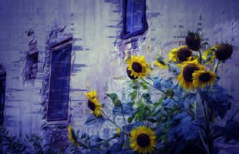 Sunflower Wallpaper 34 2048x1259 340x220