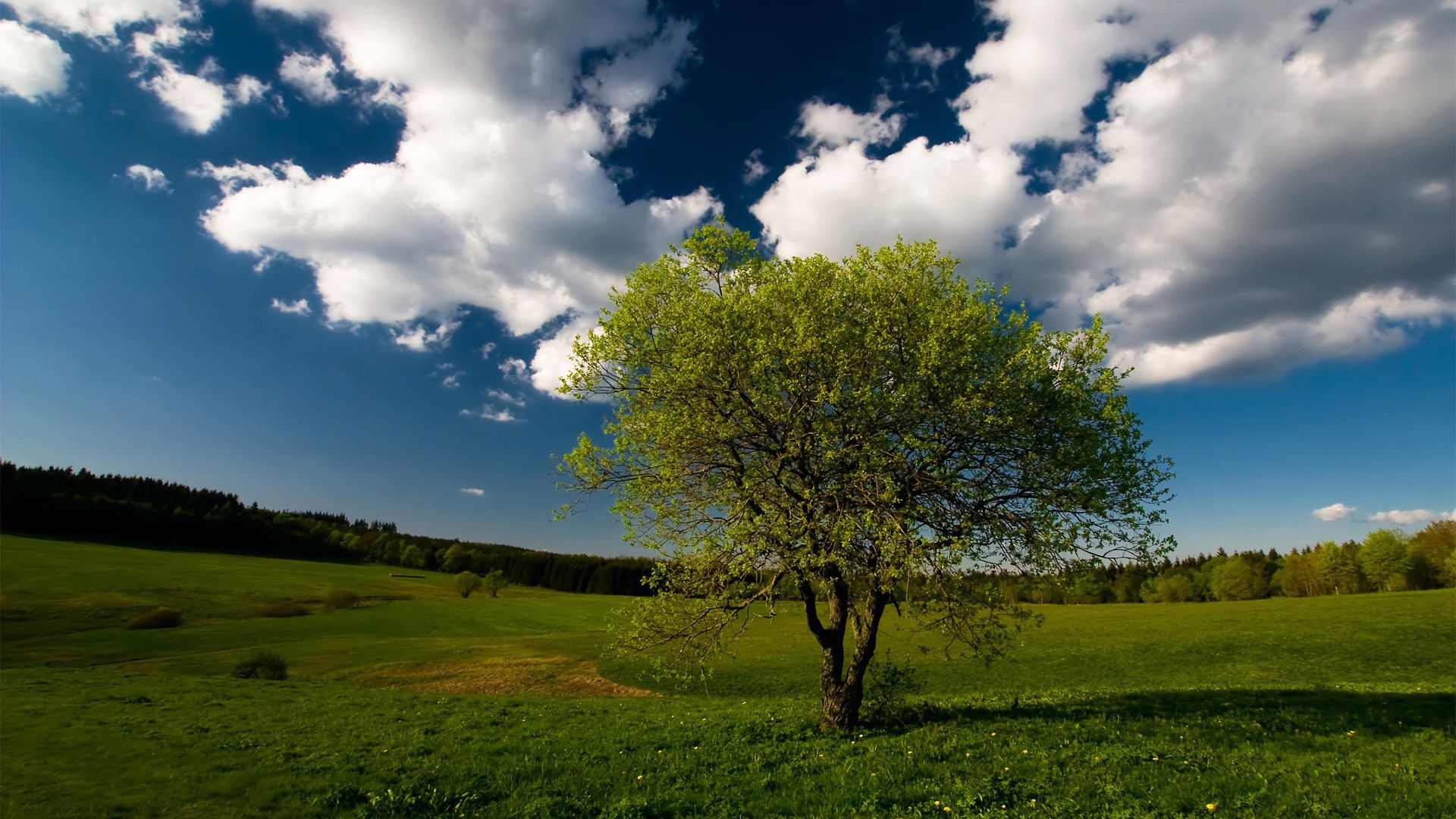 Tree Wallpaper 030 - [1920x1080]