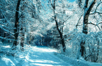 Trees Frost Forest Road Snow Winter Wallpaper 2000x1328 340x220