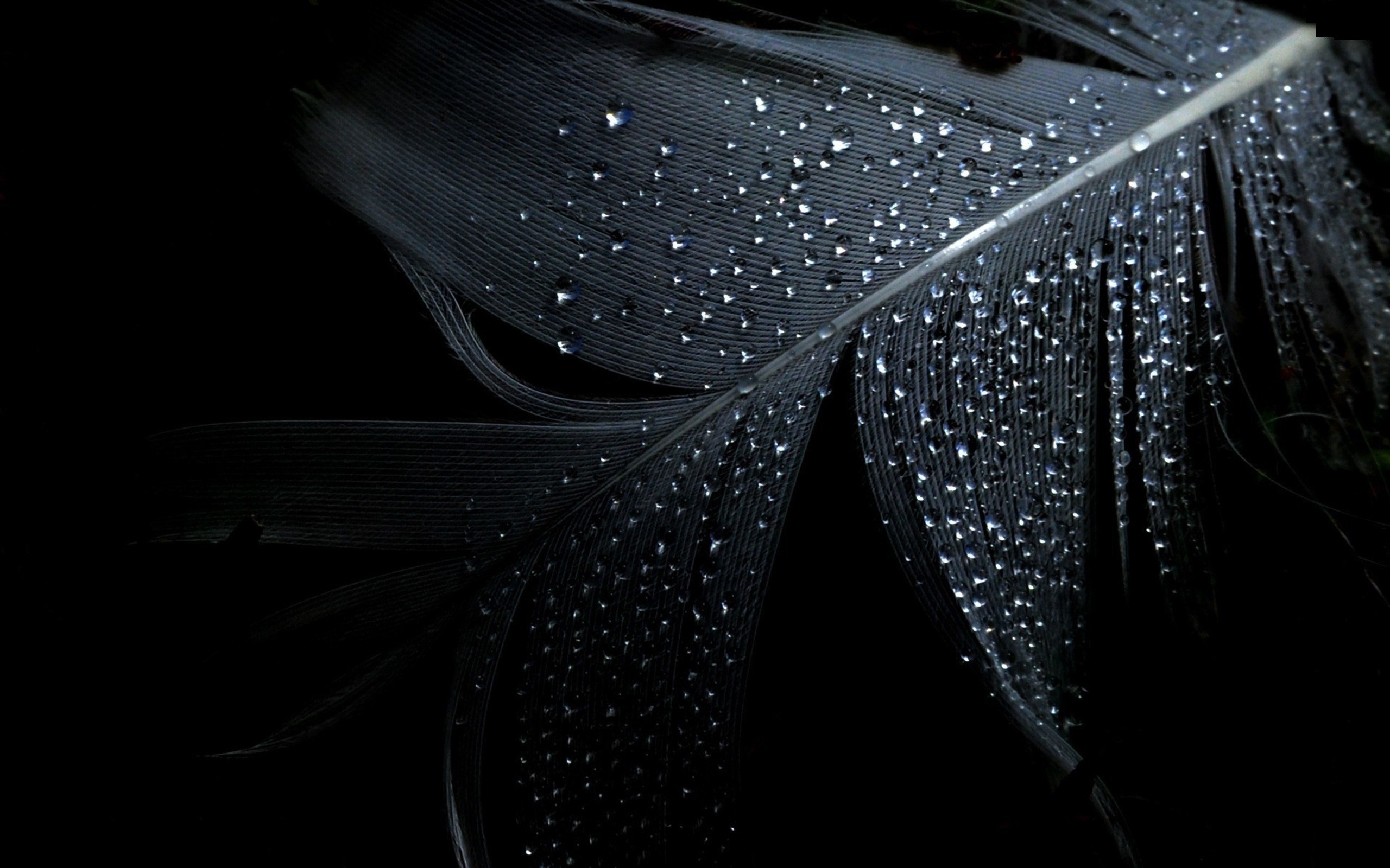 Wet Water Drops Black Background Wallpaper 2560x1600