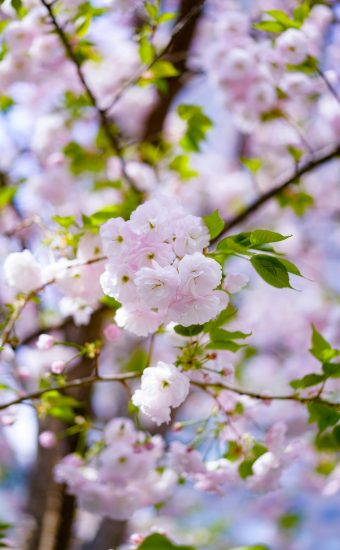 Cherry Blossoms Phone Wallpaper 01 340x550