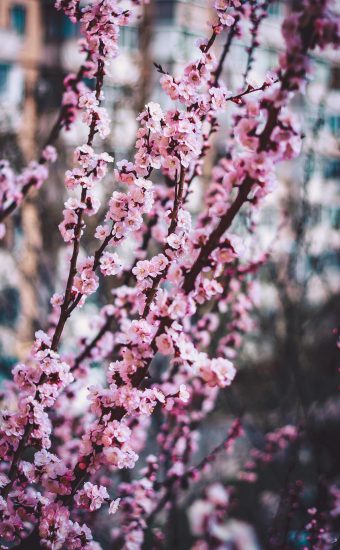Cherry Blossoms Phone Wallpaper 02 340x550